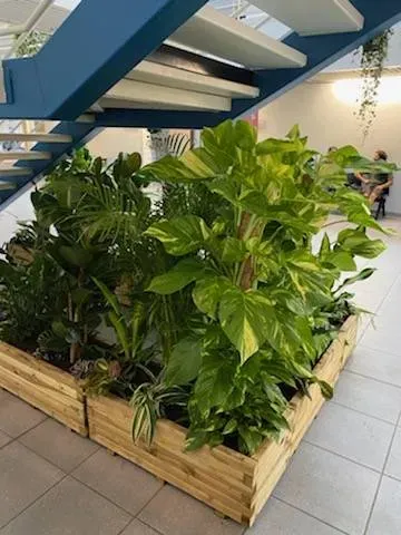 Décoration plantes
